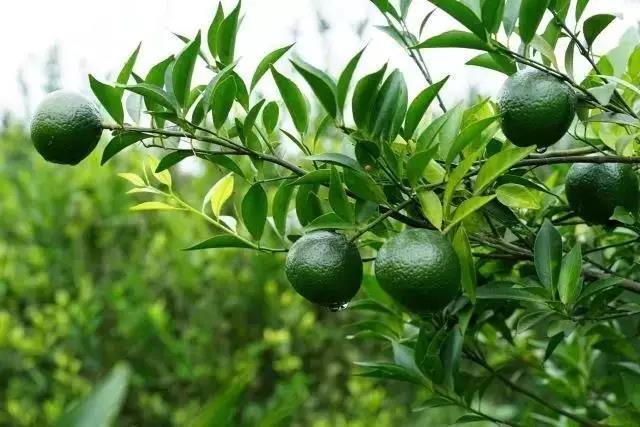 專注新會(huì)小青柑普茶，倡導(dǎo)有品生活的摯調(diào)，成功制勝海外市場(chǎng)
